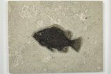 Fossil Fish (Cockerellites) - Wyoming #203180-1